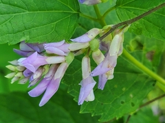 Amphicarpaea bracteata