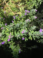 Leucophyllum