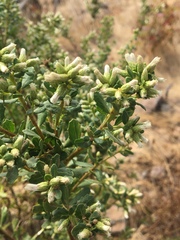 Baccharis pilularis