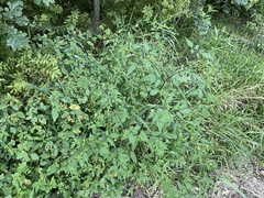 Bidens vulgata