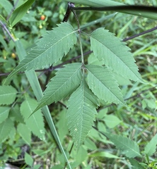 Bidens vulgata