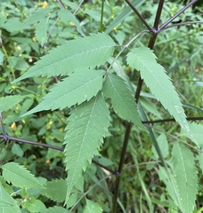 Bidens vulgata