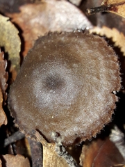 Auriscalpium umbella