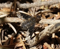 Hemipenthes catulina