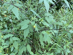 Bidens vulgata