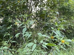 Bidens vulgata