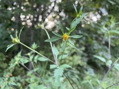 Bidens vulgata