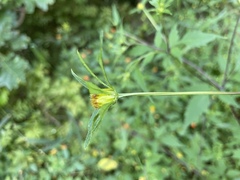 Bidens vulgata