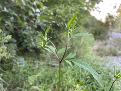 Bidens vulgata