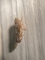 Scaphoideus opalinus