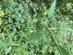 Bidens vulgata