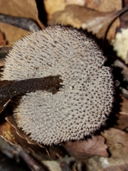 Auriscalpium umbella