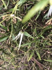 Clematis microphylla