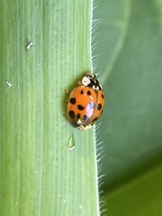 Hesperomyces harmoniae