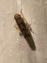 Scaphoideus opalinus