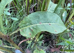 Rumex britannica