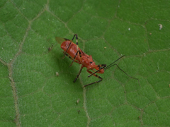 Harpactorini
