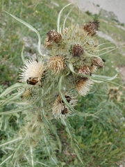 Cirsium hookerianum