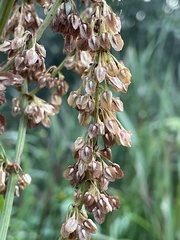 Rumex britannica