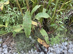 Rumex britannica