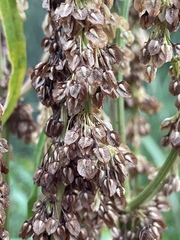 Rumex britannica