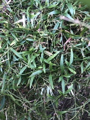 Clematis microphylla