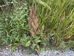 Rumex britannica