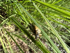 Etorofus obliteratus