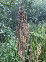 Rumex britannica
