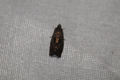 Cydia latiferreana
