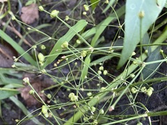 Alisma subcordatum