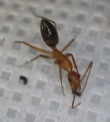 Camponotus inaequalis