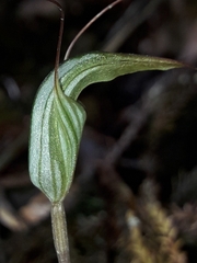 Pterostylis alobula
