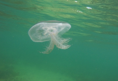 Pseudorhiza haeckeli