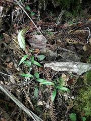Pterostylis alobula