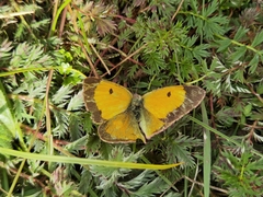 Colias fieldii