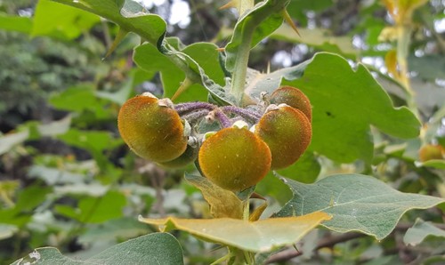Solanum robustum