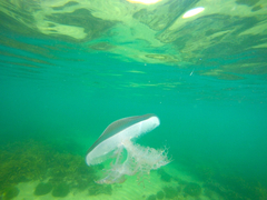 Pseudorhiza haeckeli