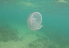 Pseudorhiza haeckeli