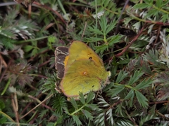 Colias fieldii
