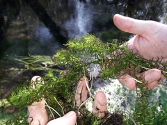 Lagarosiphon major
