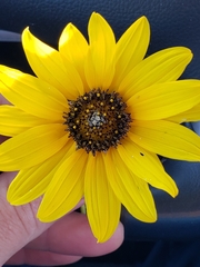 Helianthus petiolaris