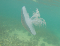 Pseudorhiza haeckeli