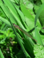 Xanthocnemis zealandica