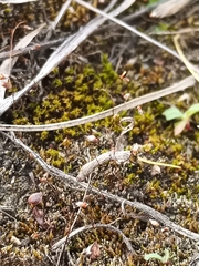 Polytrichum piliferum
