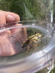 Etorofus obliteratus