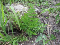 Cheiloplecton rigidum