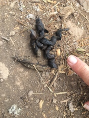 Urocyon cinereoargenteus