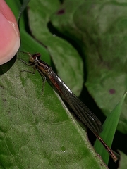 Xanthocnemis zealandica