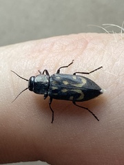 Melanophila consputa